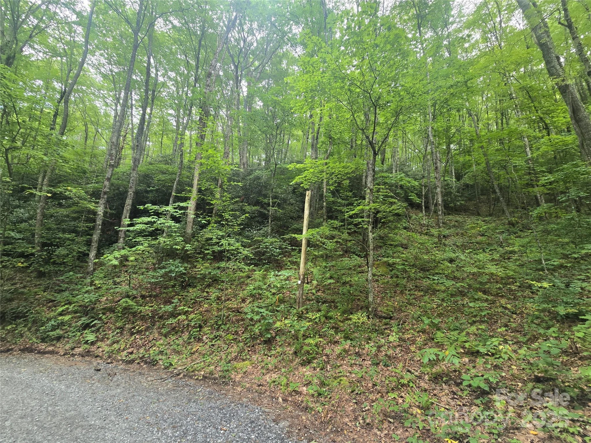 Lt 7 Buck Knob None - Photo 12