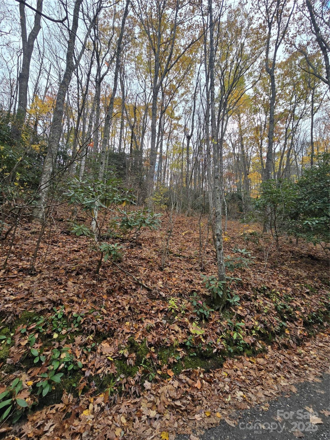 Lt 7 Buck Knob None - Photo 14