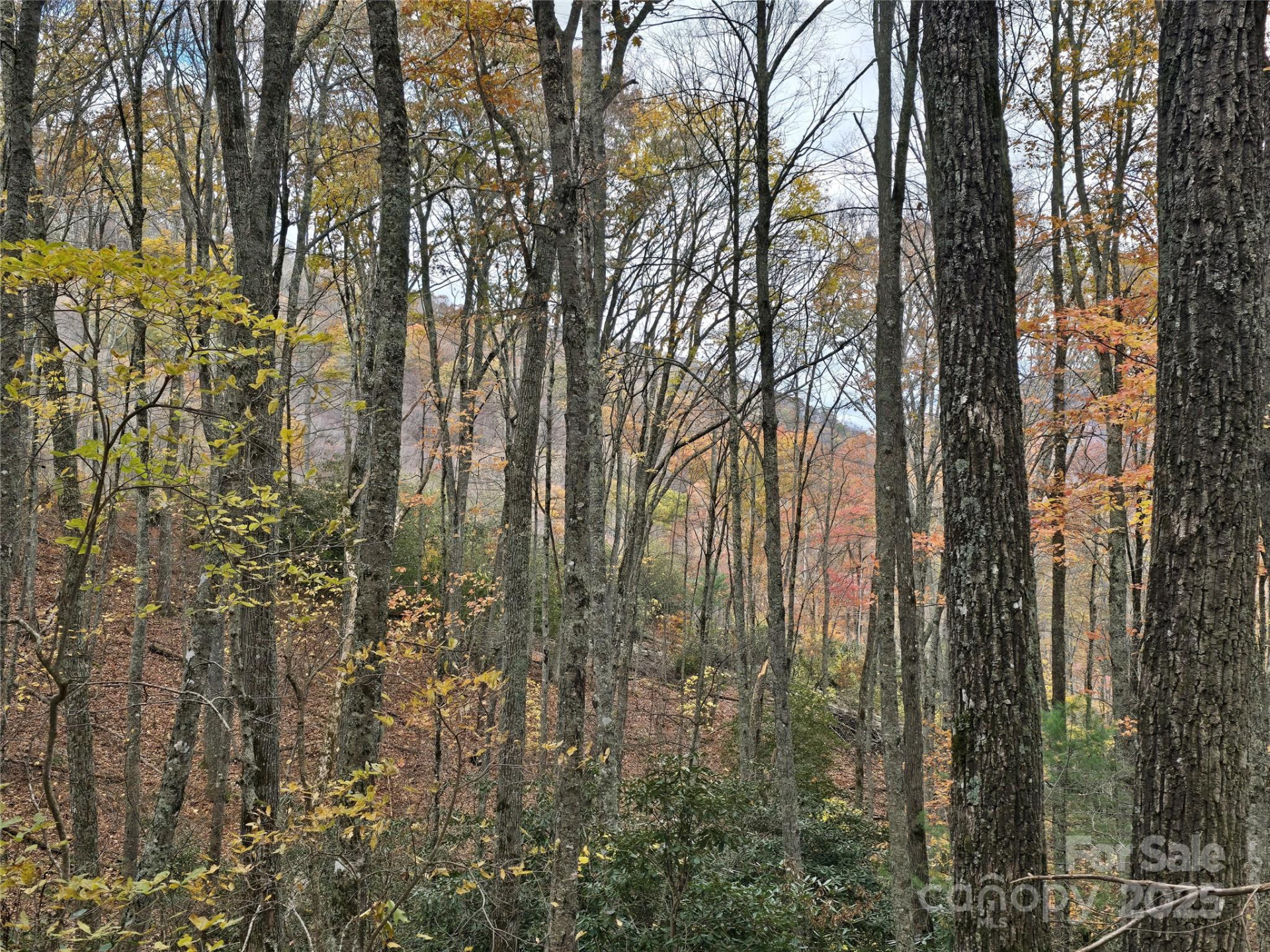 Lt 7 Buck Knob None - Photo 17