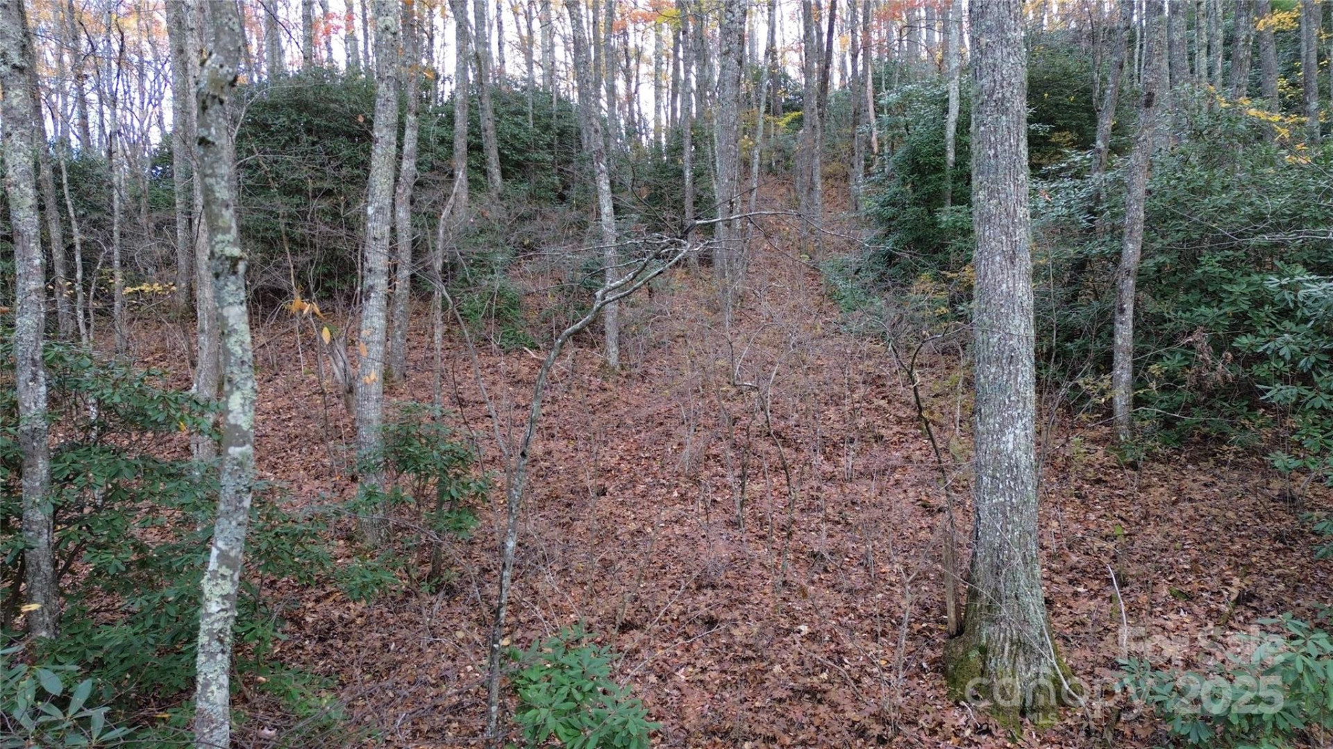 Lt 7 Buck Knob None - Photo 19