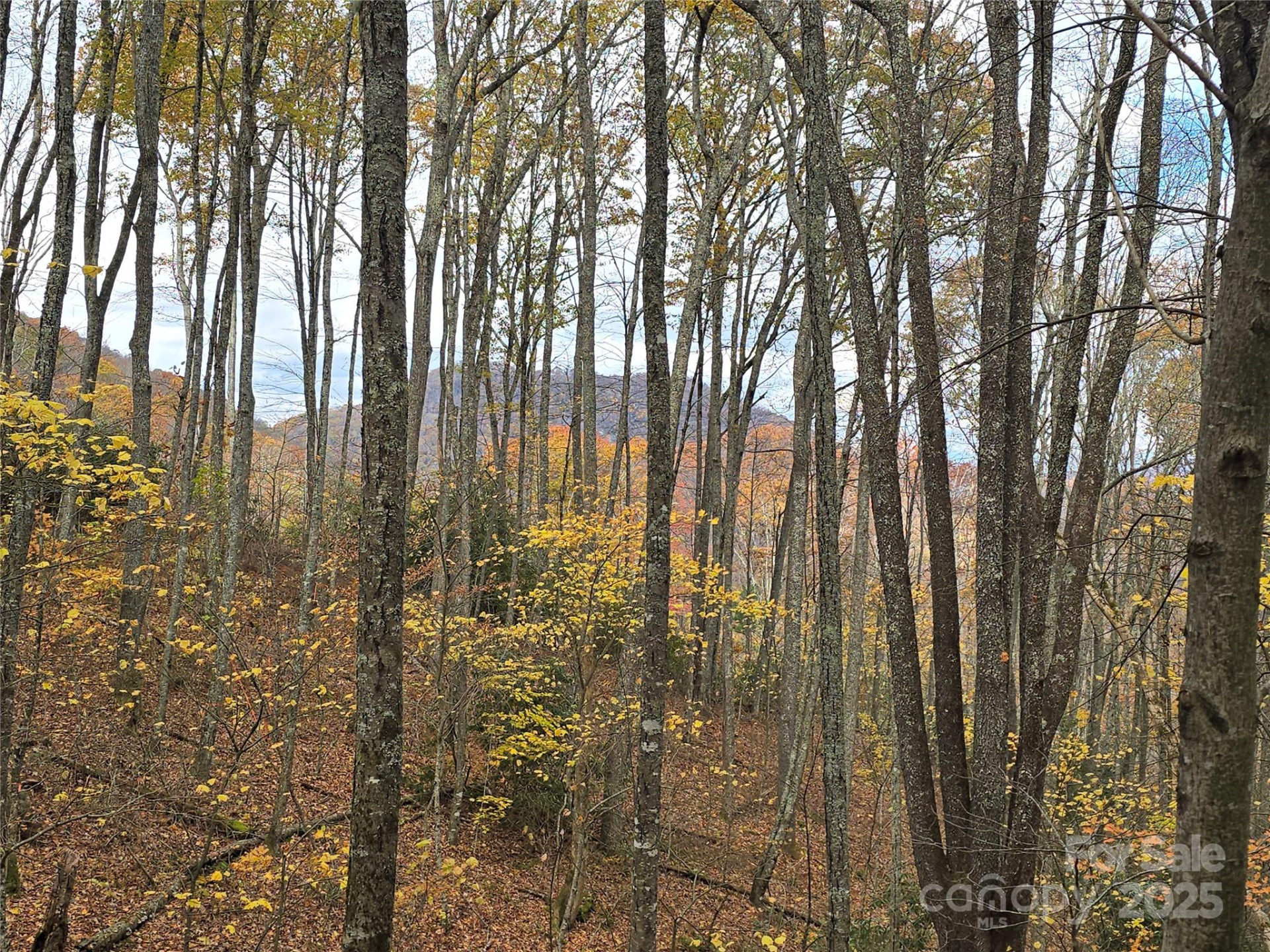 Lt 7 Buck Knob None - Photo 3