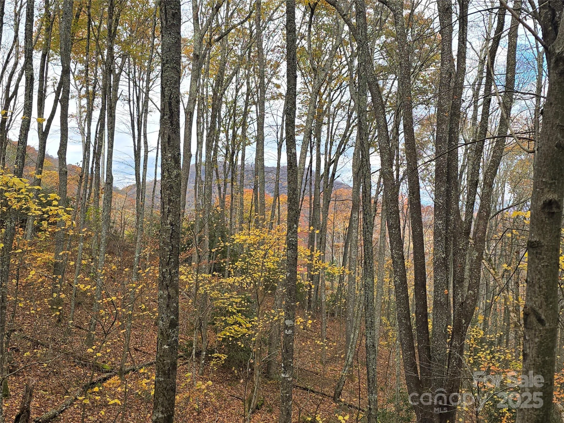 Lt 7 Buck Knob None - Photo 3