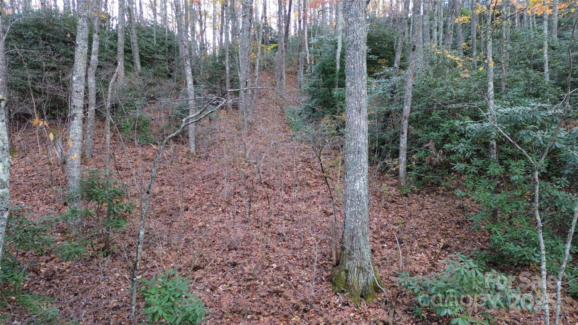 Lt 7 Buck Knob None - Photo 21