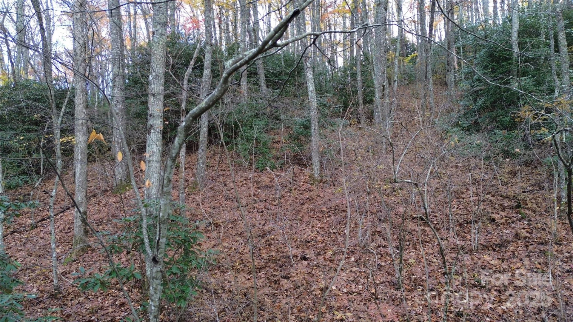Lt 7 Buck Knob None - Photo 22