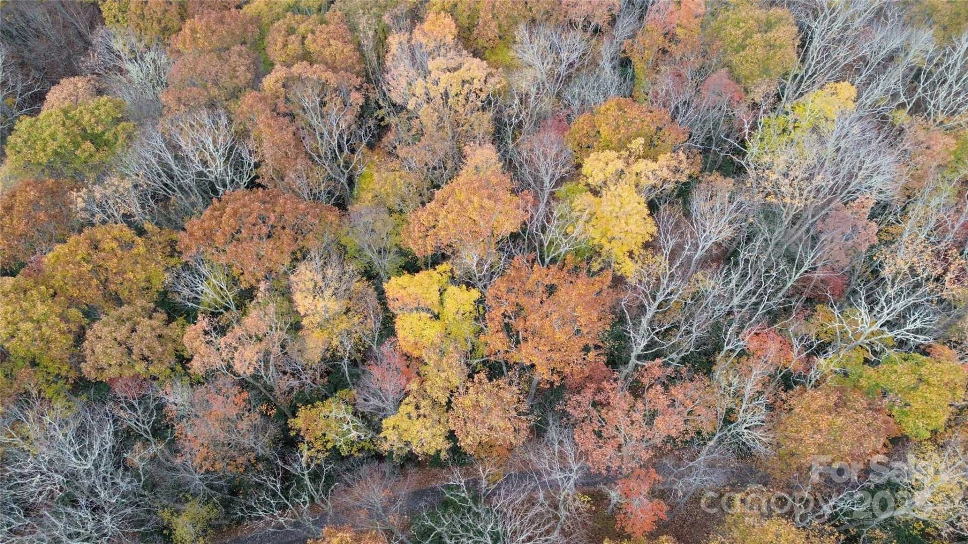 Lt 7 Buck Knob None - Photo 23