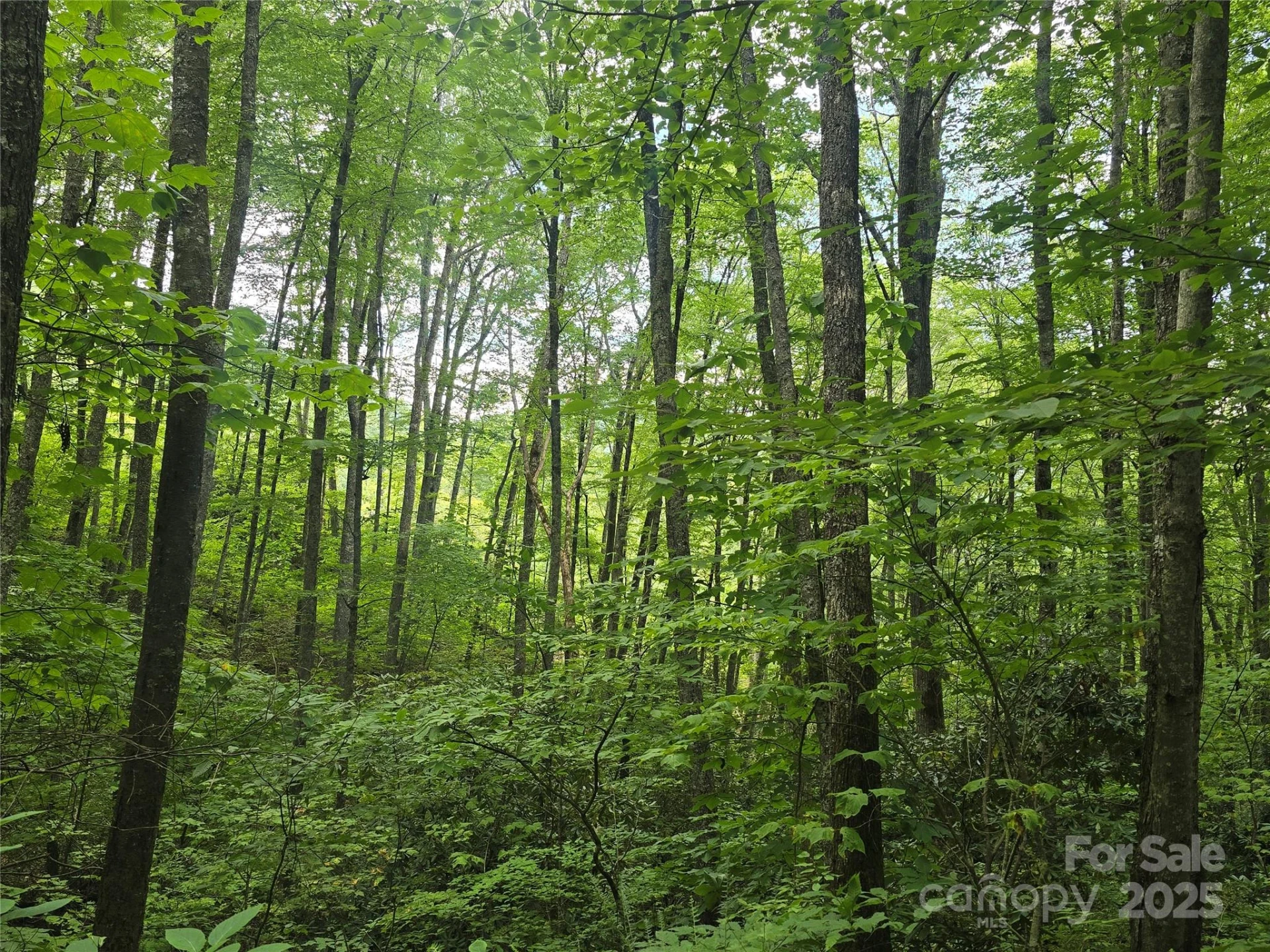Lt 7 Buck Knob None - Photo 5