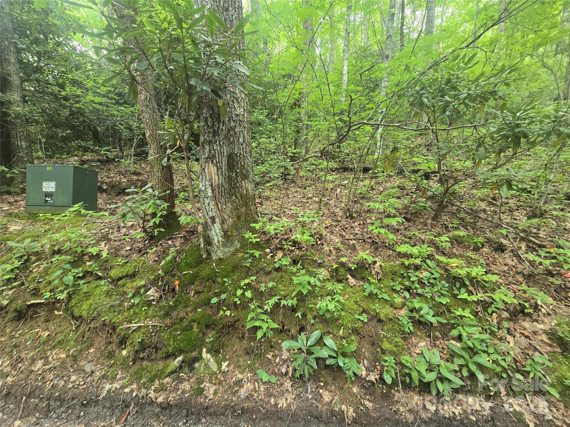 Lt 7 Buck Knob None - Photo 9