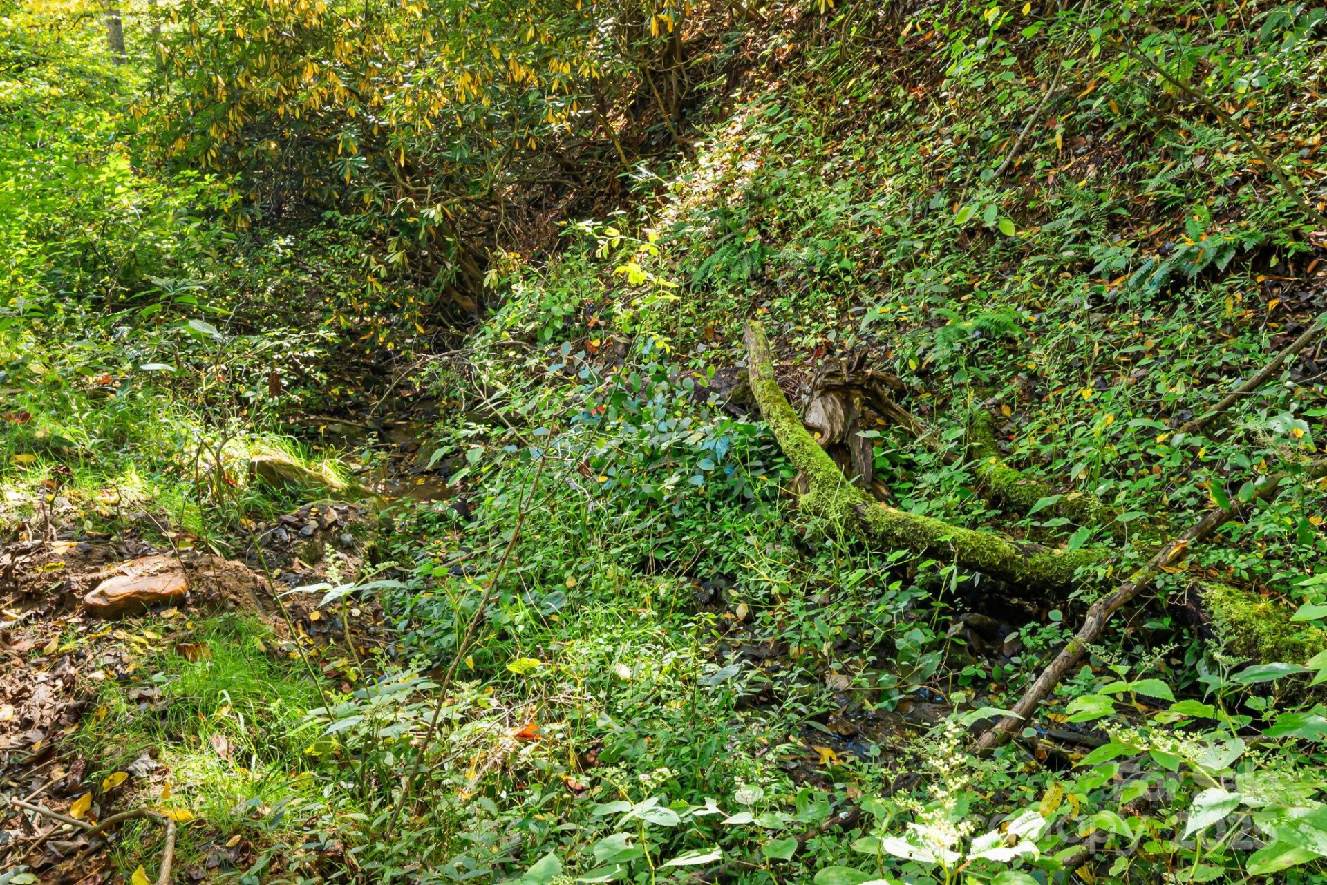 000 Maney Branch Road - Photo 19