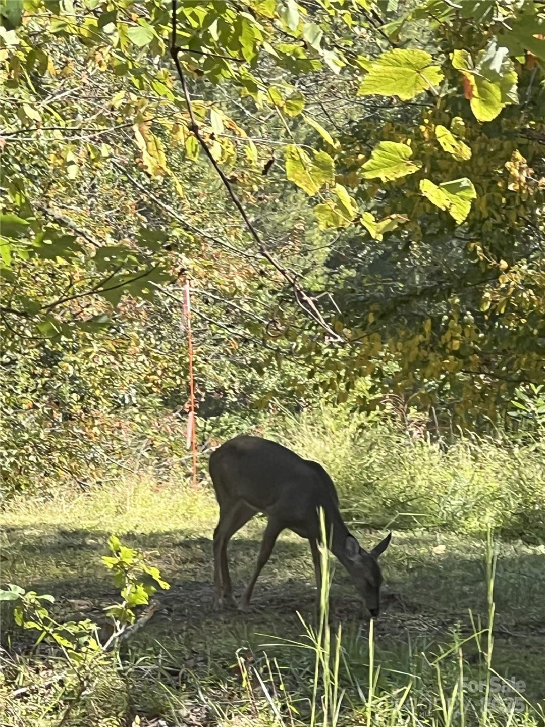 000 Maney Branch Road - Photo 43