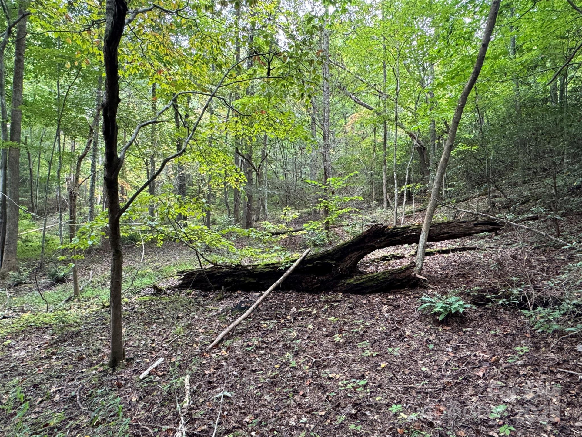 36 Bee Tree Point Court - Photo 13