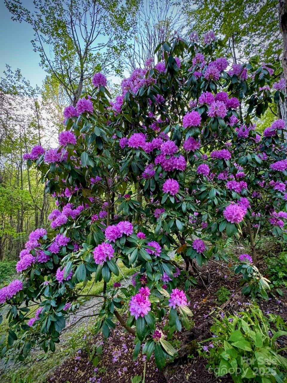 1299 Pine Ridge Road - Photo 31