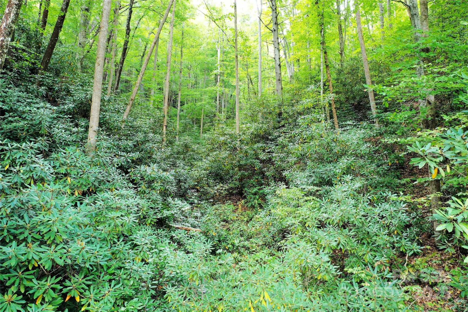 999 Hardison Falls Trail - Photo 14