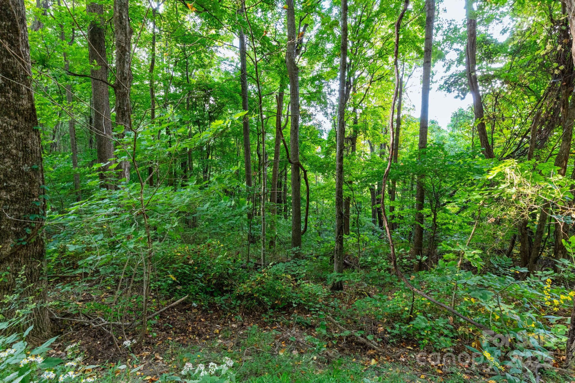 TBD Springbrook Farm Road - Photo 2