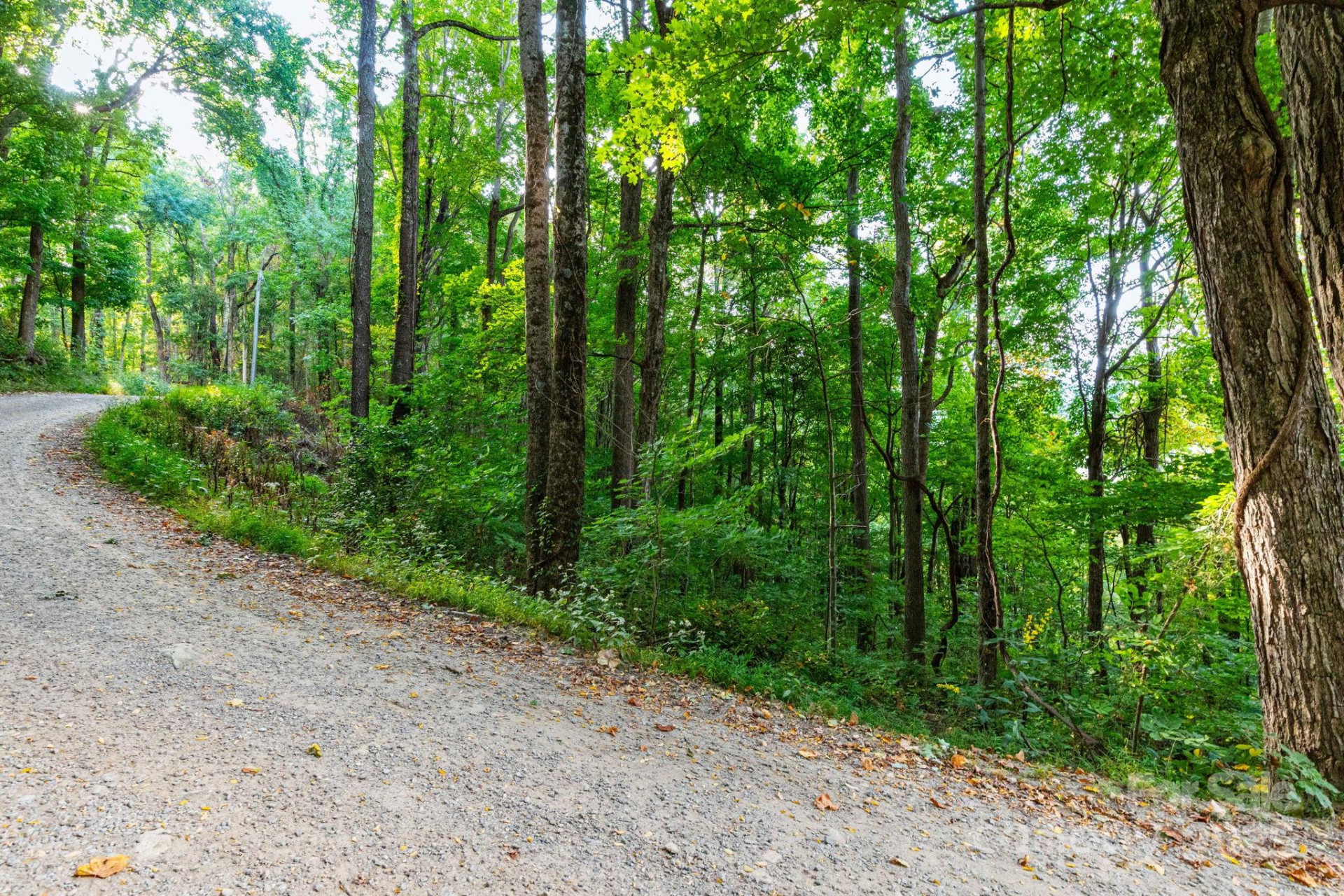 TBD Springbrook Farm Road - Photo 3