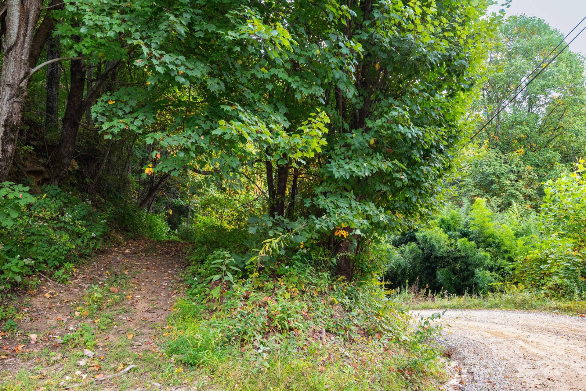 TBD Springbrook Farm Road - Photo 6