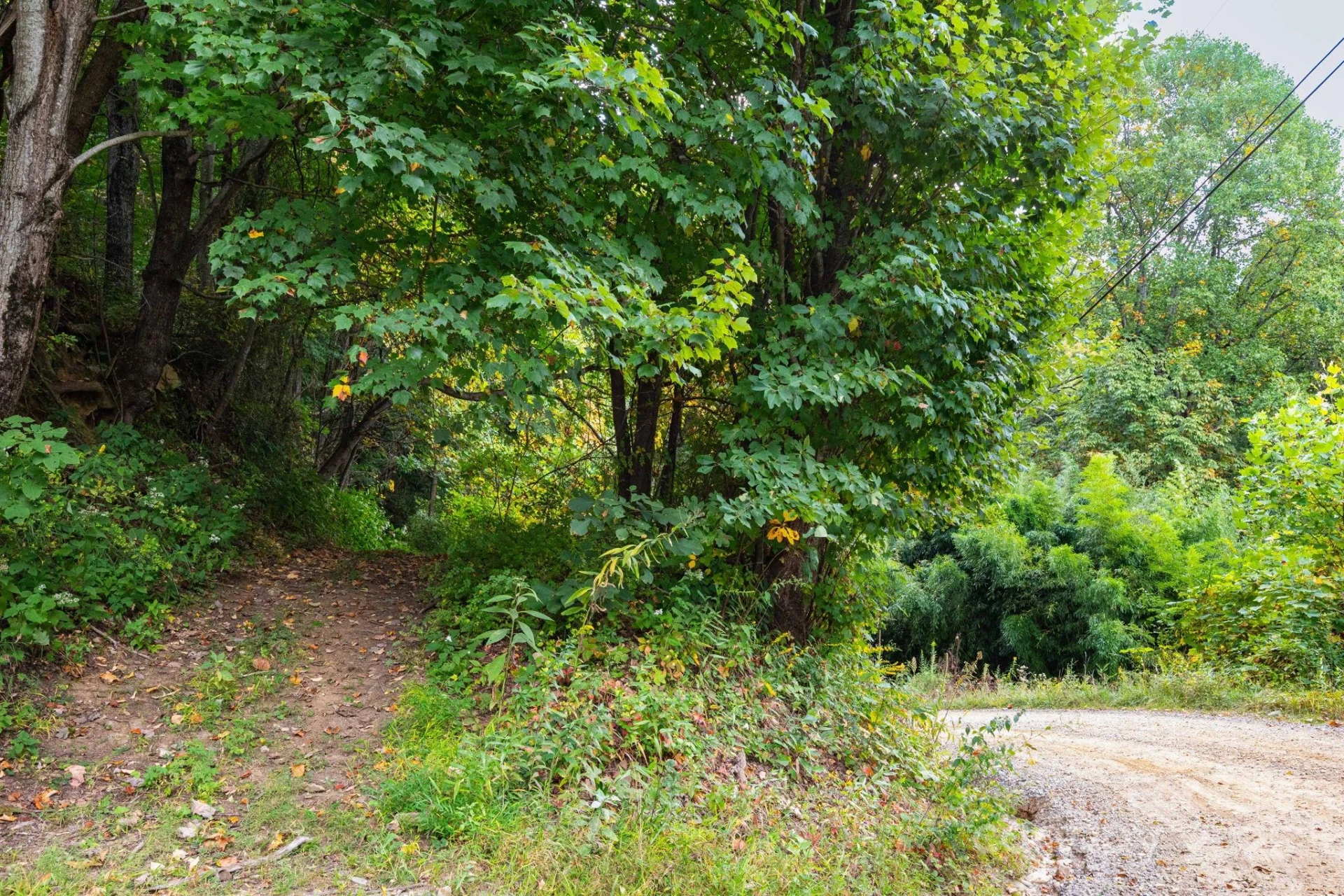 TBD Springbrook Farm Road - Photo 6