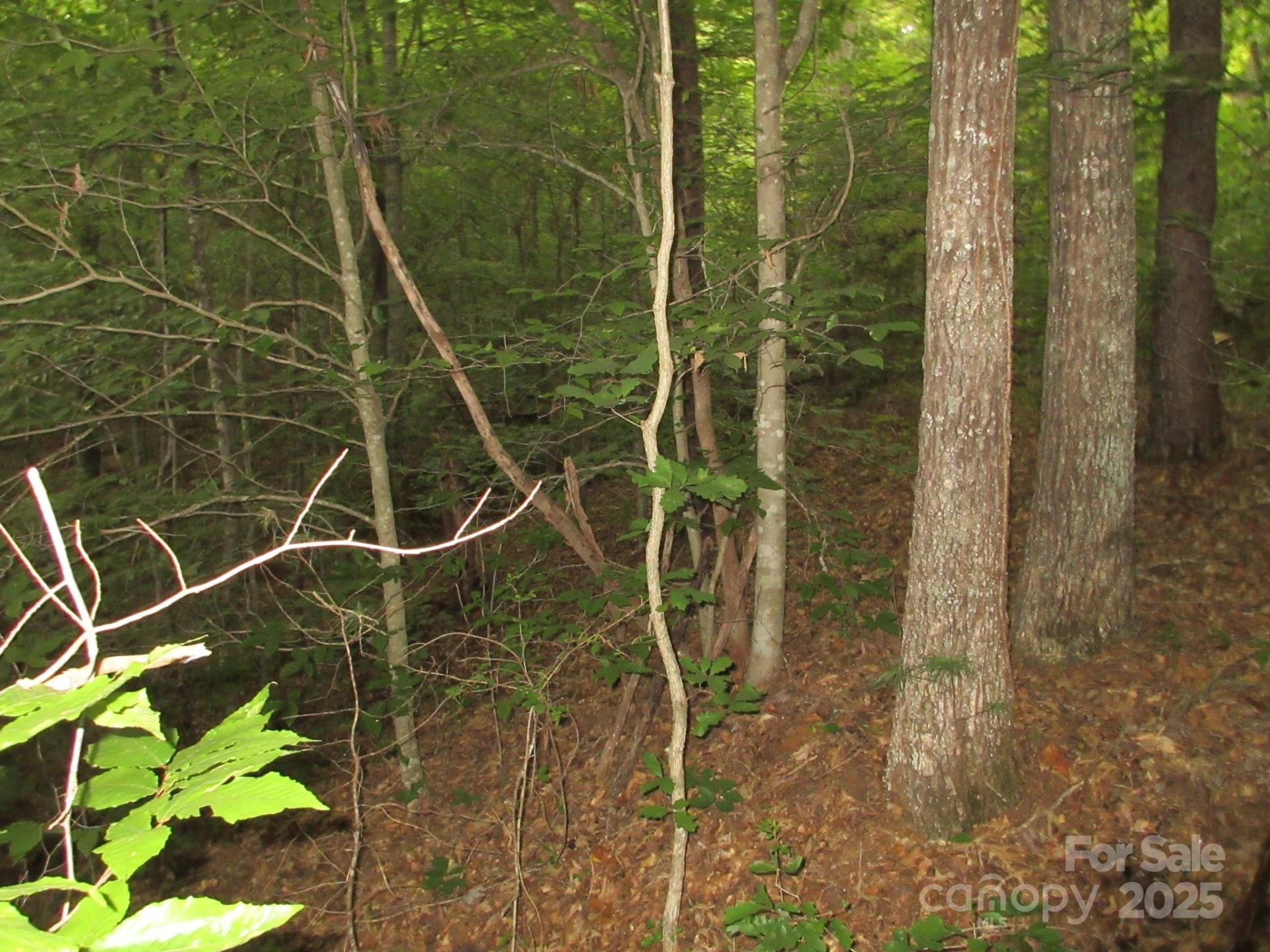 0 Old Burnsville Road - Photo 11