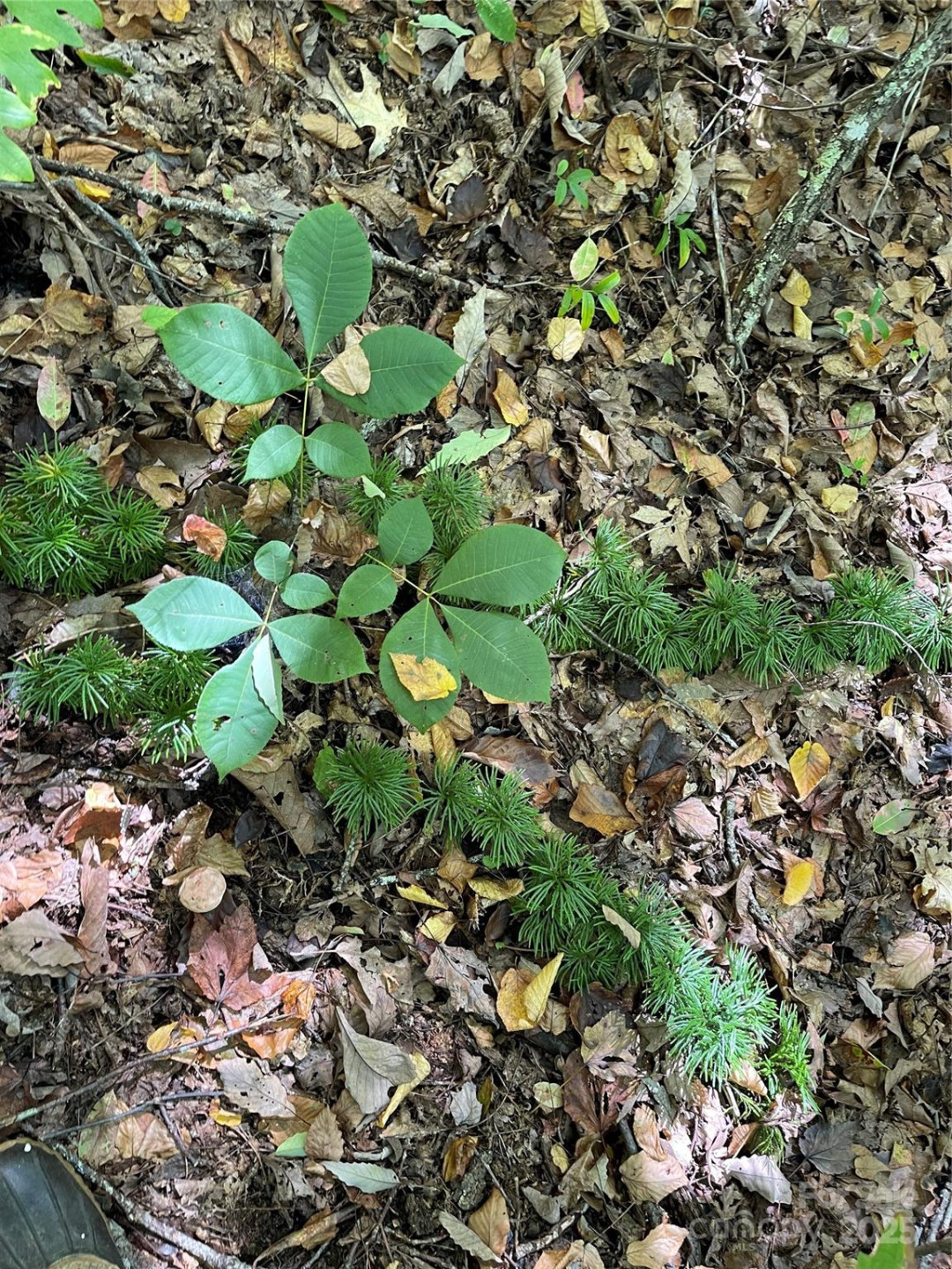 00 Poplar Holler Road - Photo 22