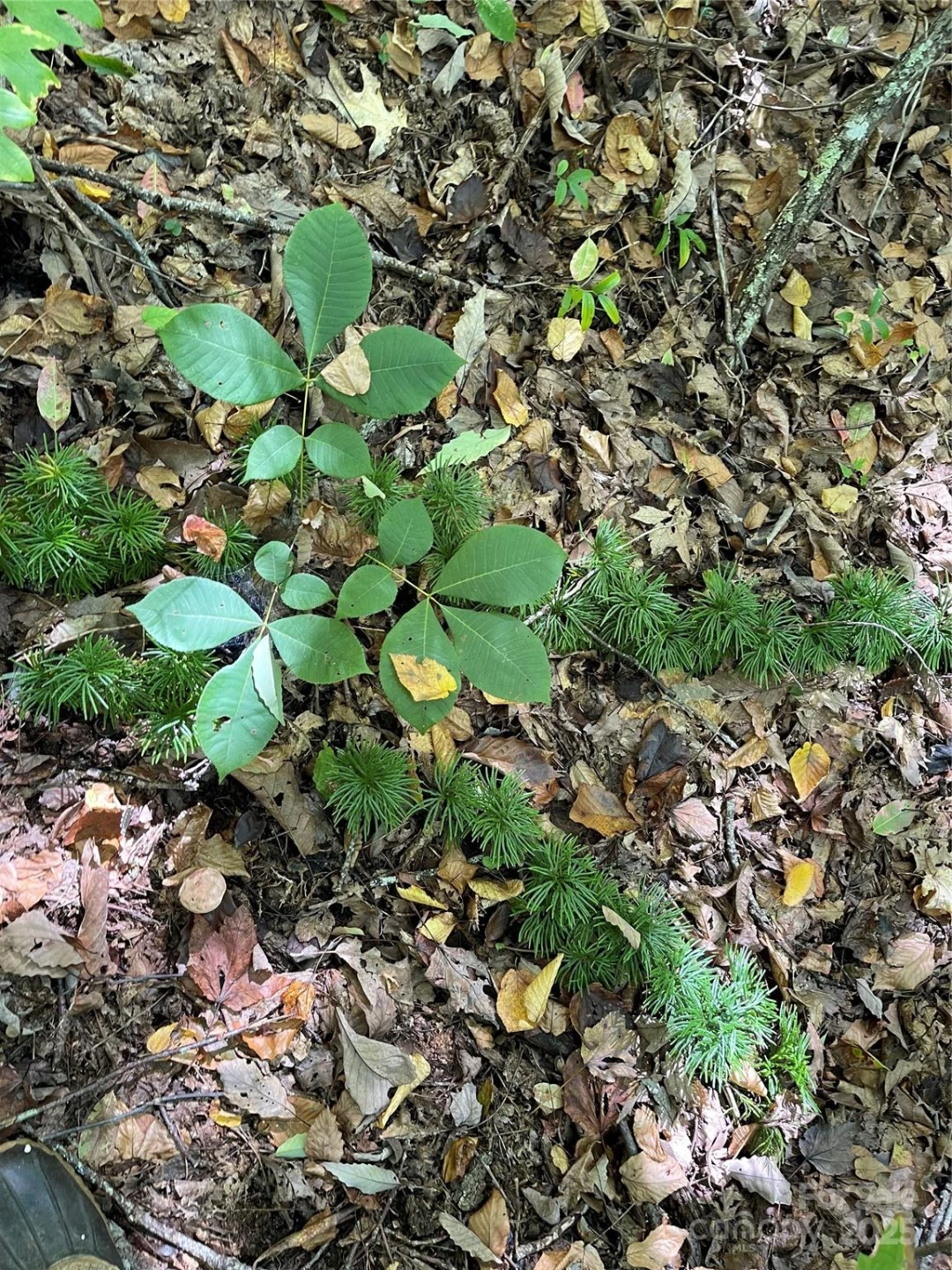 00 Poplar Holler Road - Photo 22