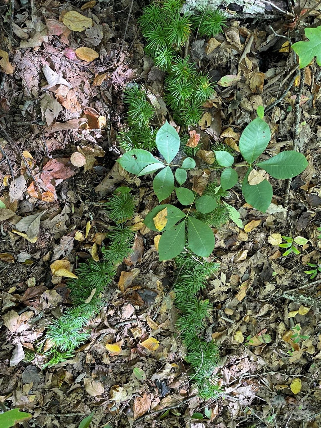 00 Poplar Holler Road - Photo 23