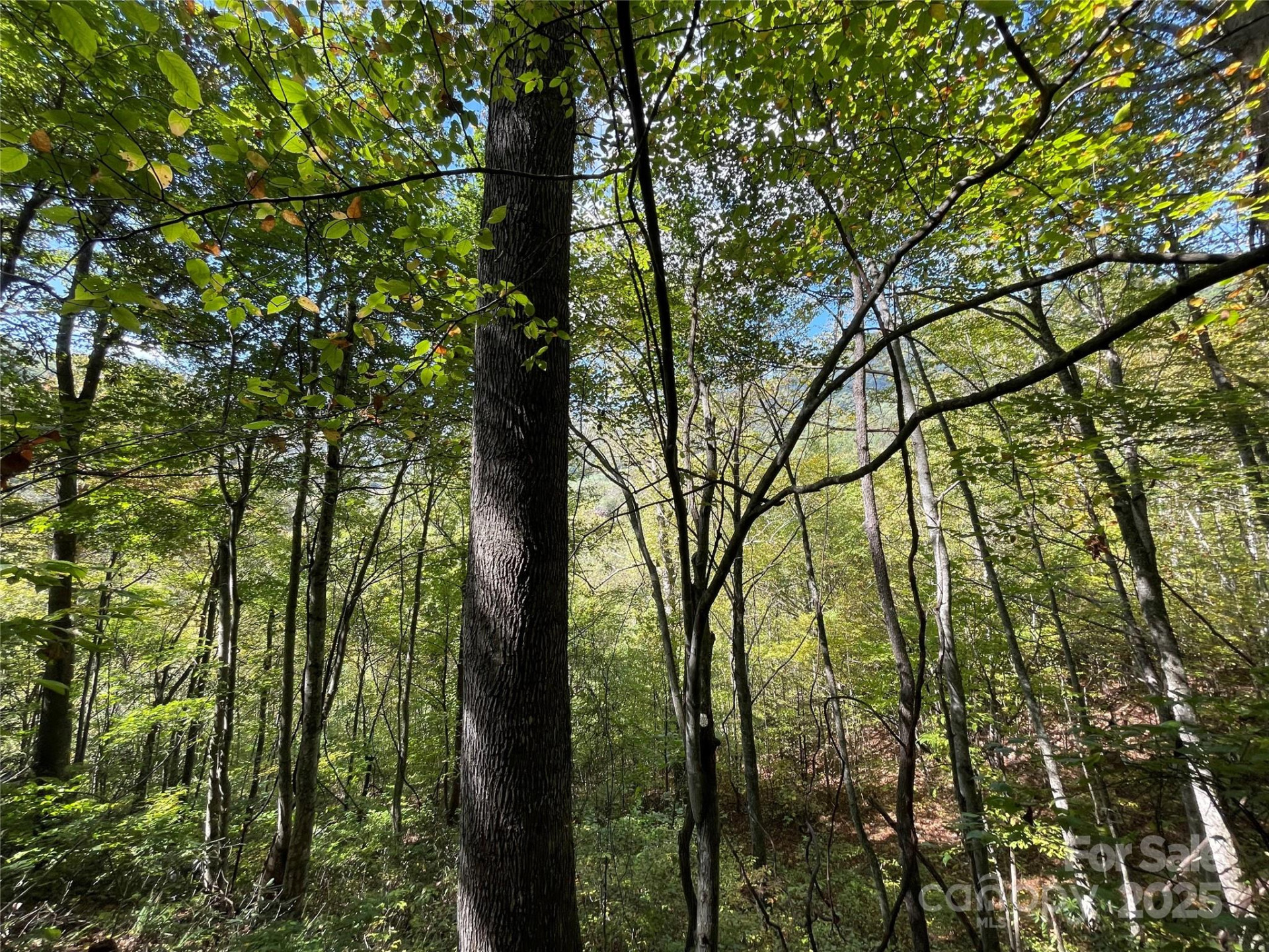 00 Poplar Holler Road - Photo 7