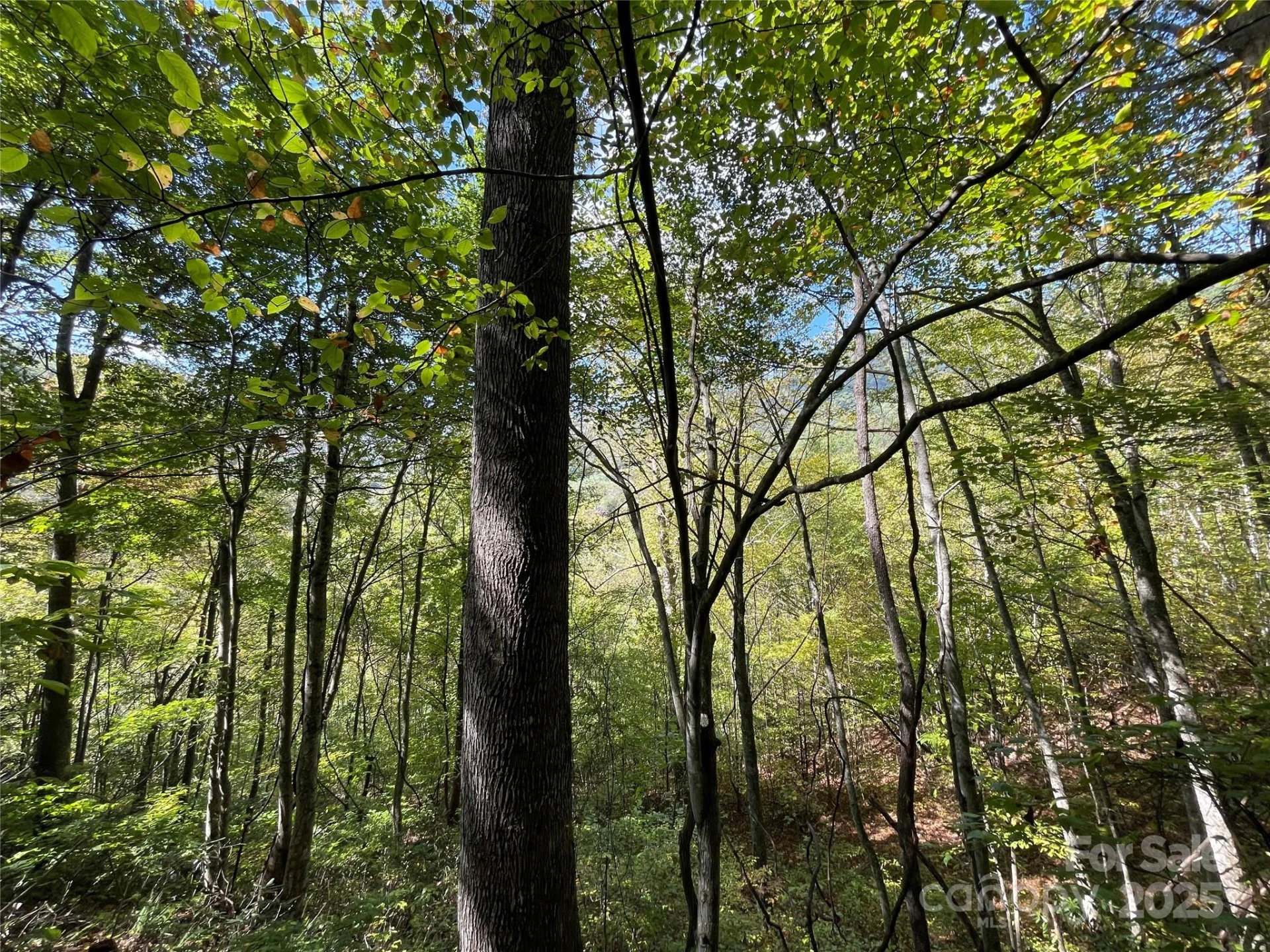 00 Poplar Holler Road - Photo 7