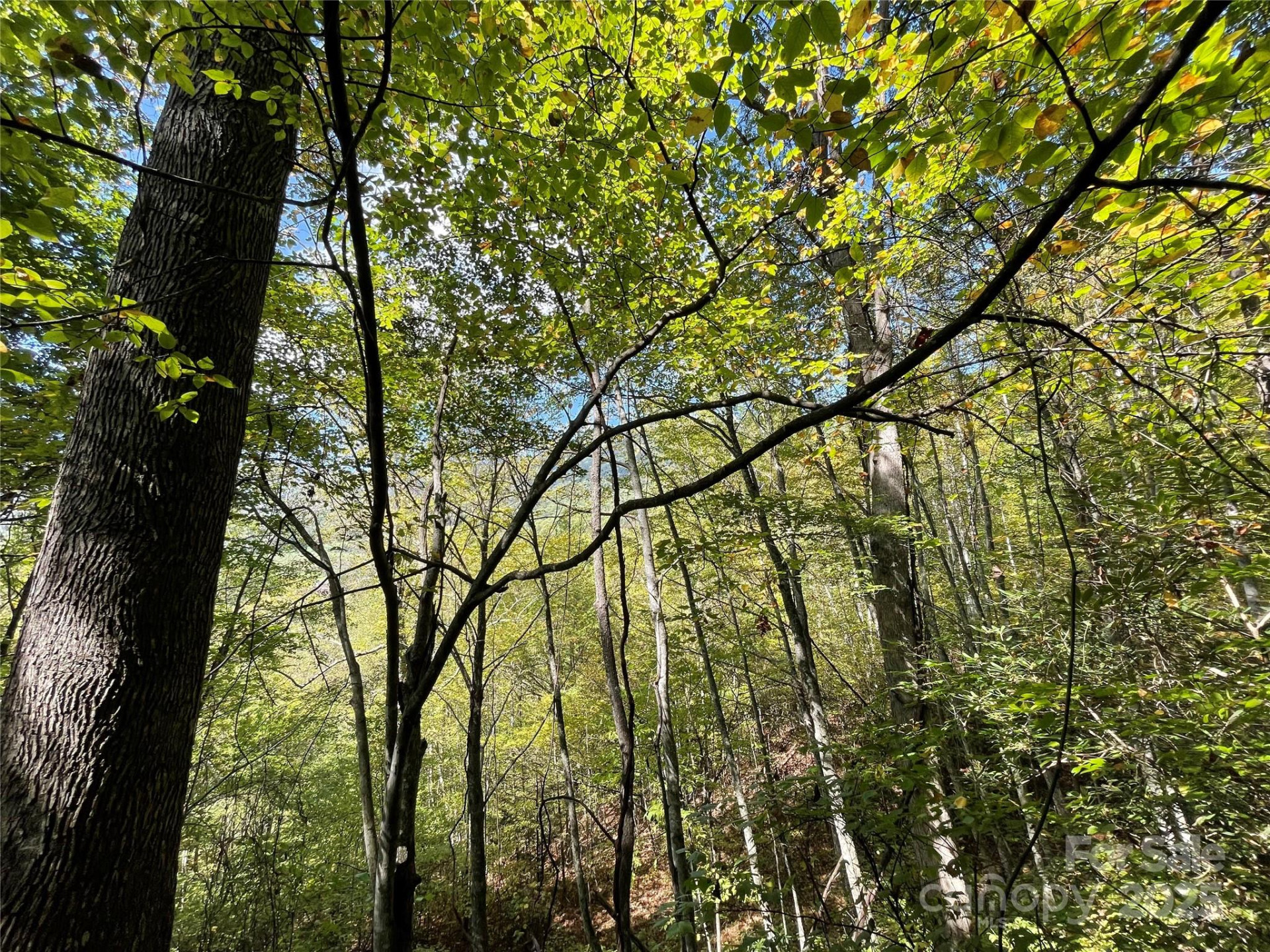 00 Poplar Holler Road - Photo 8