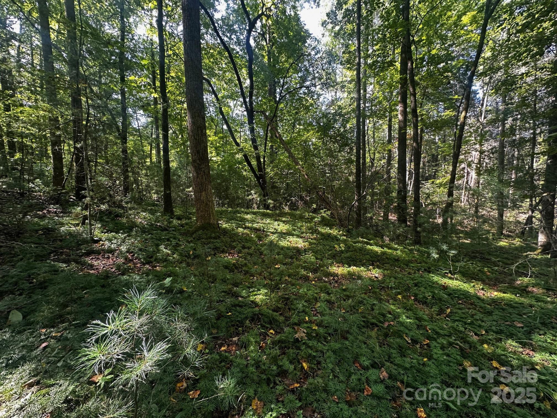 0000 Moss Hill Lane - Photo 12