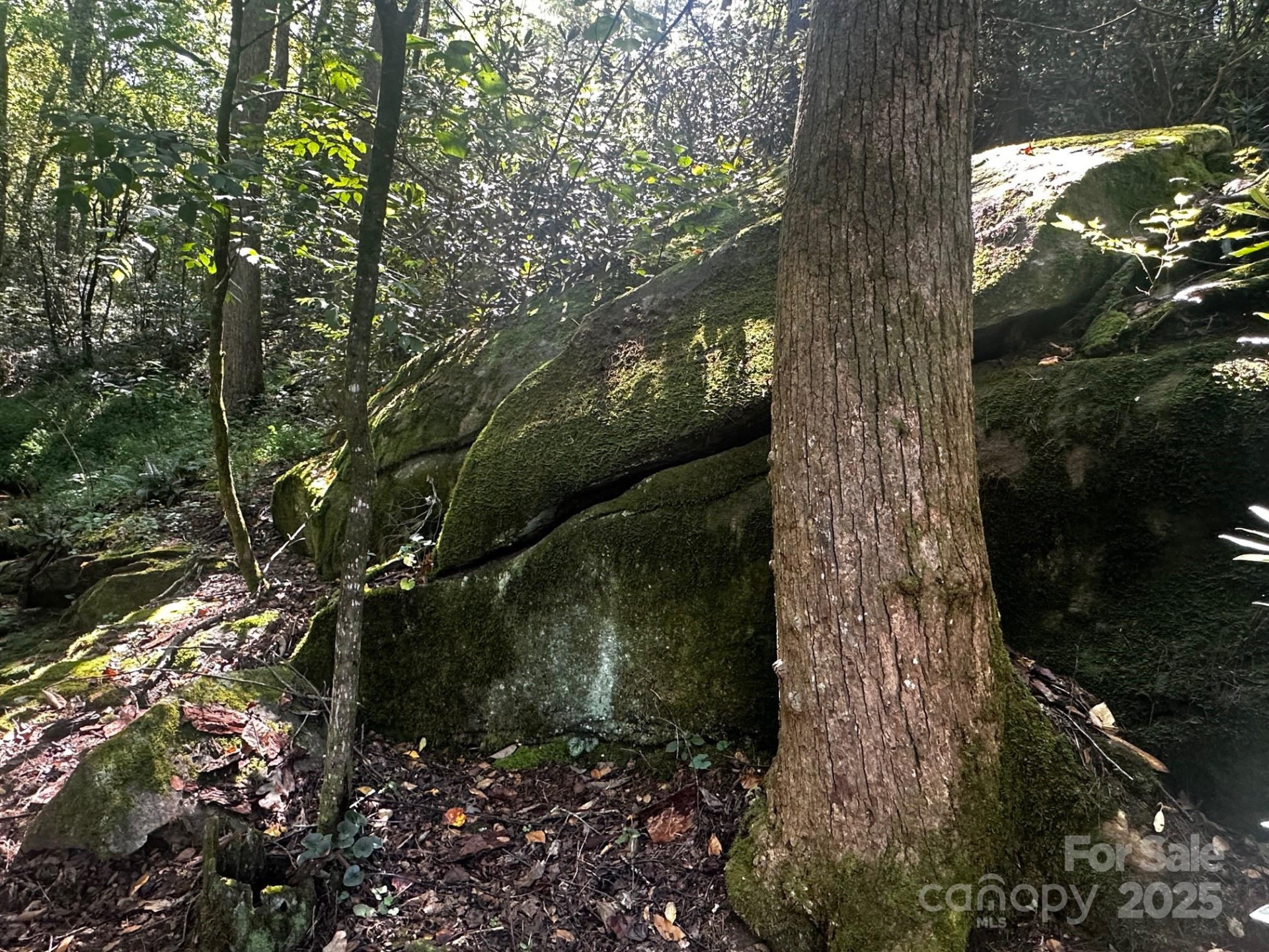 0000 Moss Hill Lane - Photo 3