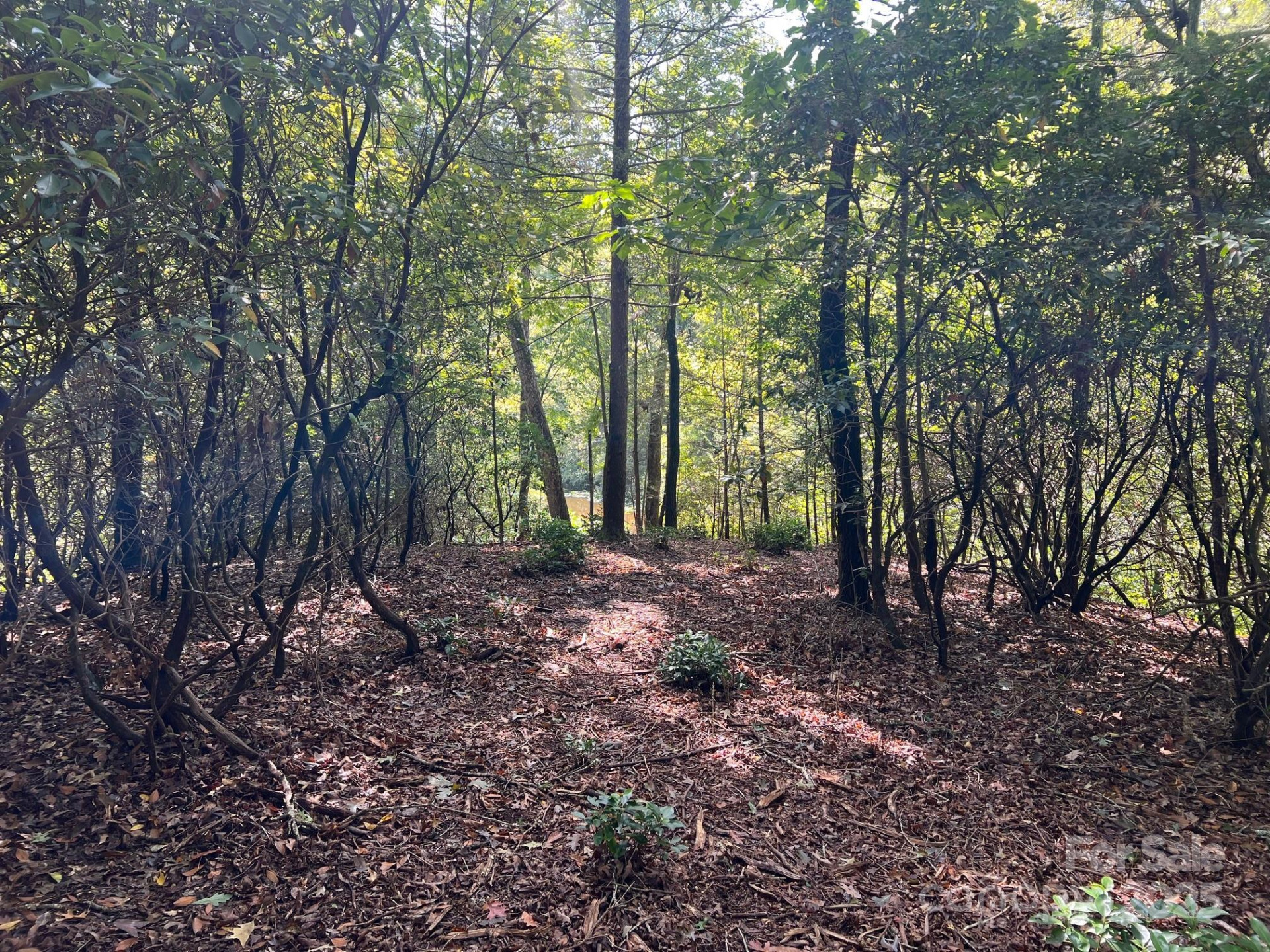 TBD Blue Horse Lane - Photo 19