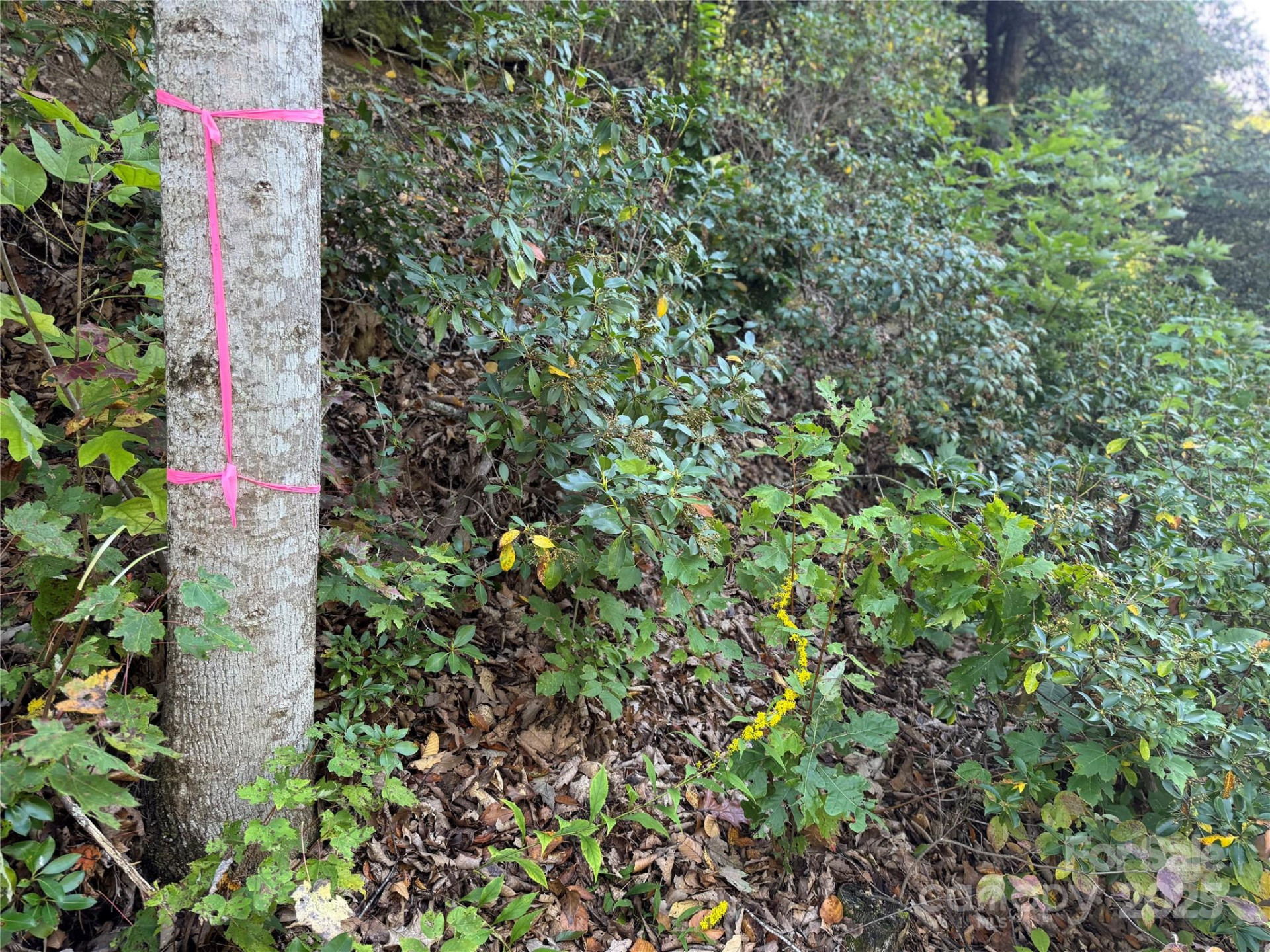 999 Red Oak Forest Road - Photo 6