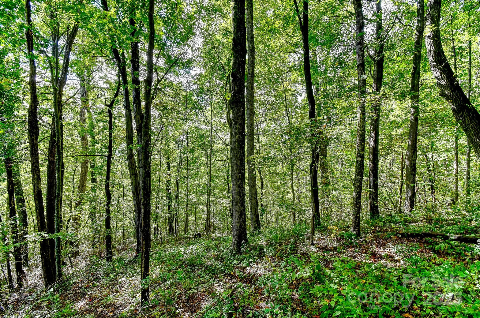 99999 Forest Brook Drive - Photo 2