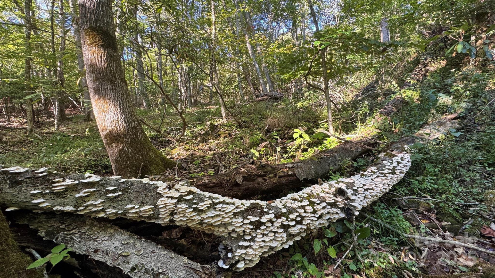 191 Ivy Way - Photo 40