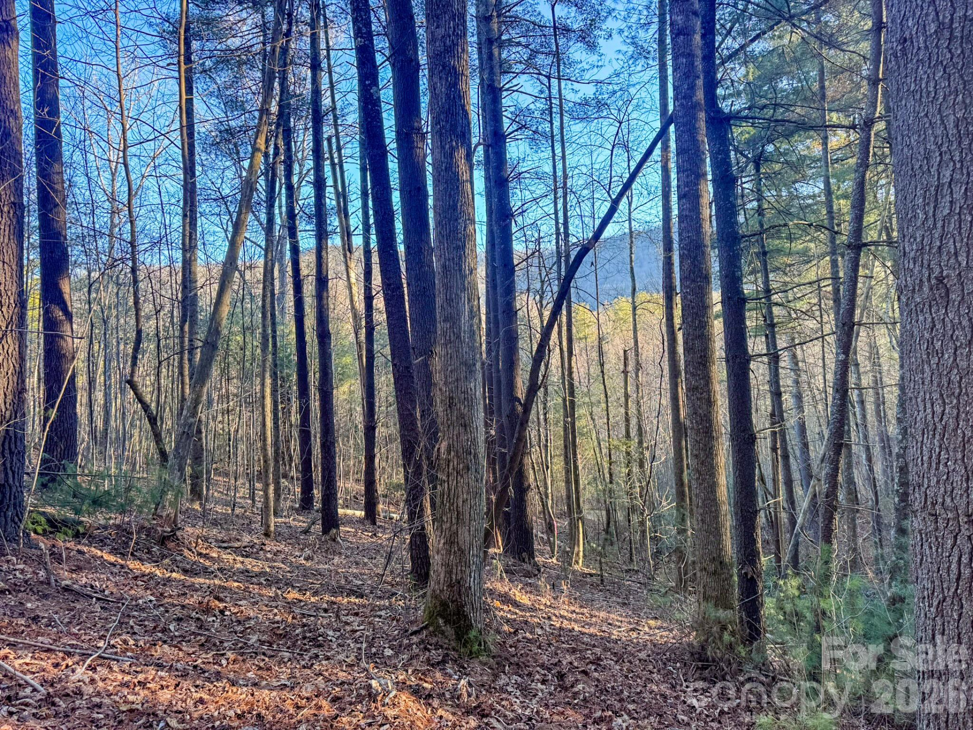 Lots 37 & 38 Settlers Ridge Road - Photo 5