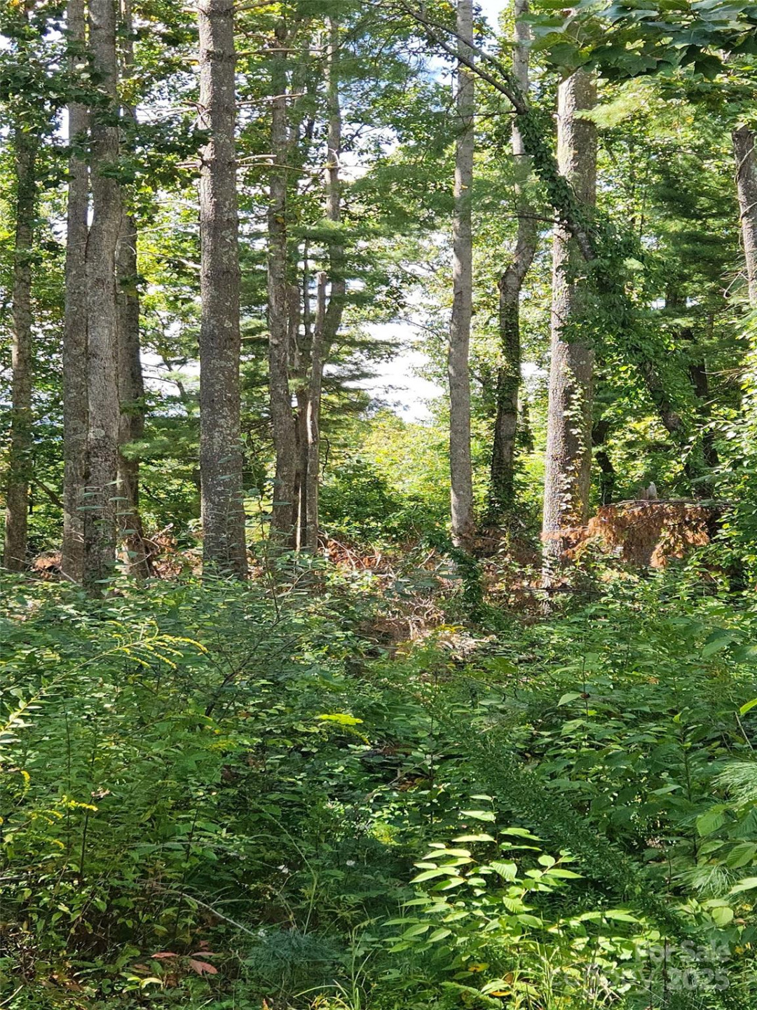 00 Bearwallow Mountain Drive #191 - Photo 2