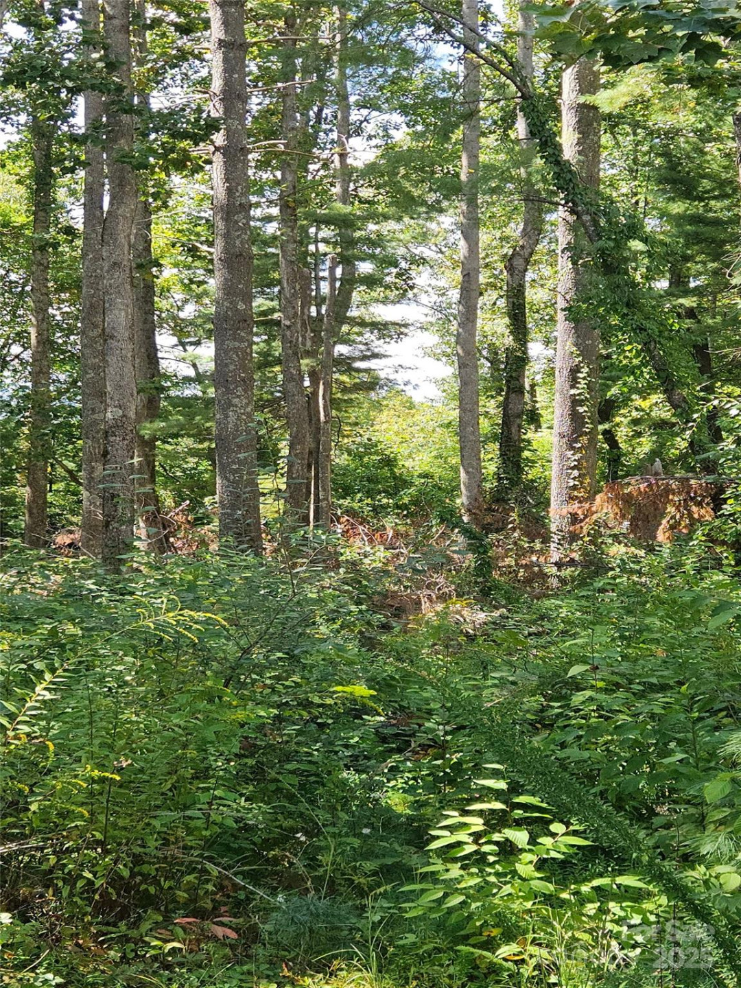 00 Bearwallow Mountain Drive #191 - Photo 3