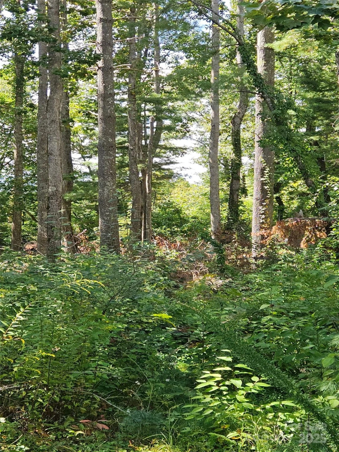 00 Bearwallow Mountain Drive #191 - Photo 3