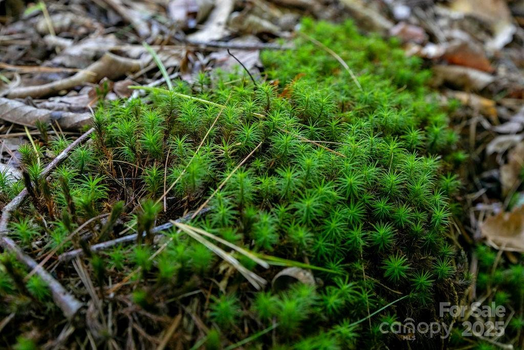 TBD Rock Face Road #L299 - Photo 12