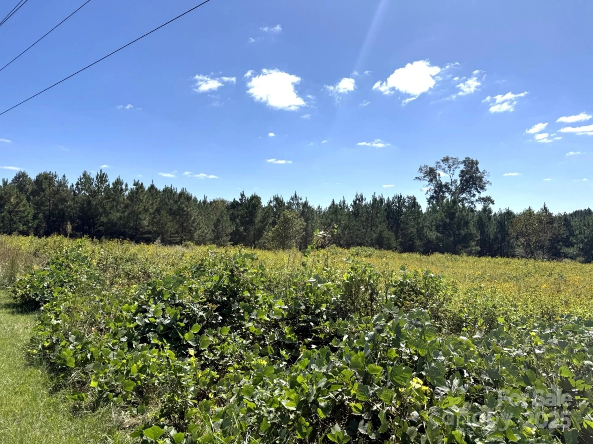 1178 Pea Ridge Road - Photo 3