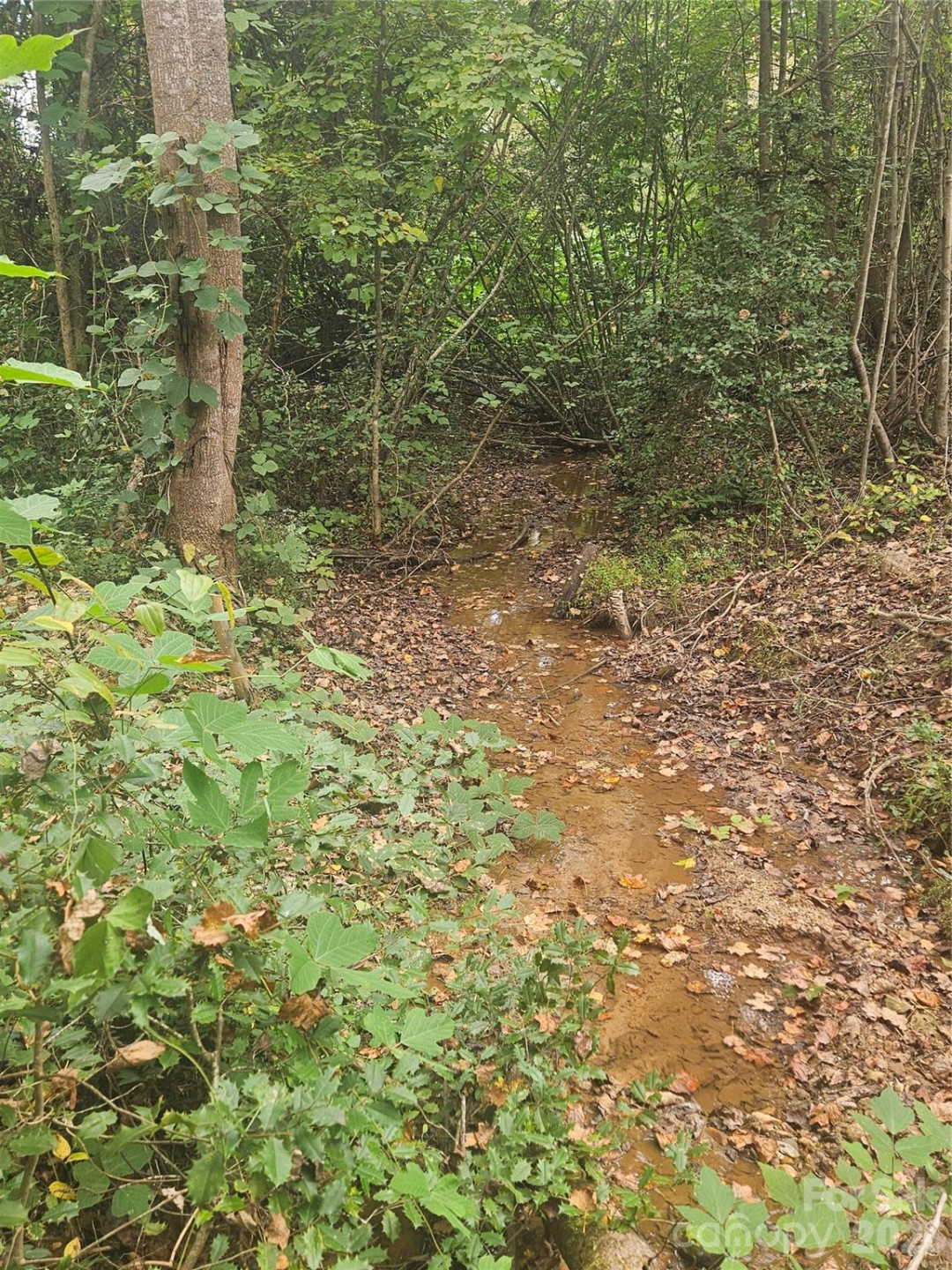 158 Dusty Hollow - Photo 59