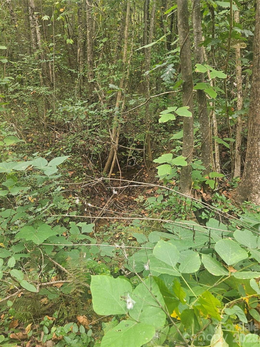 158 Dusty Hollow - Photo 63