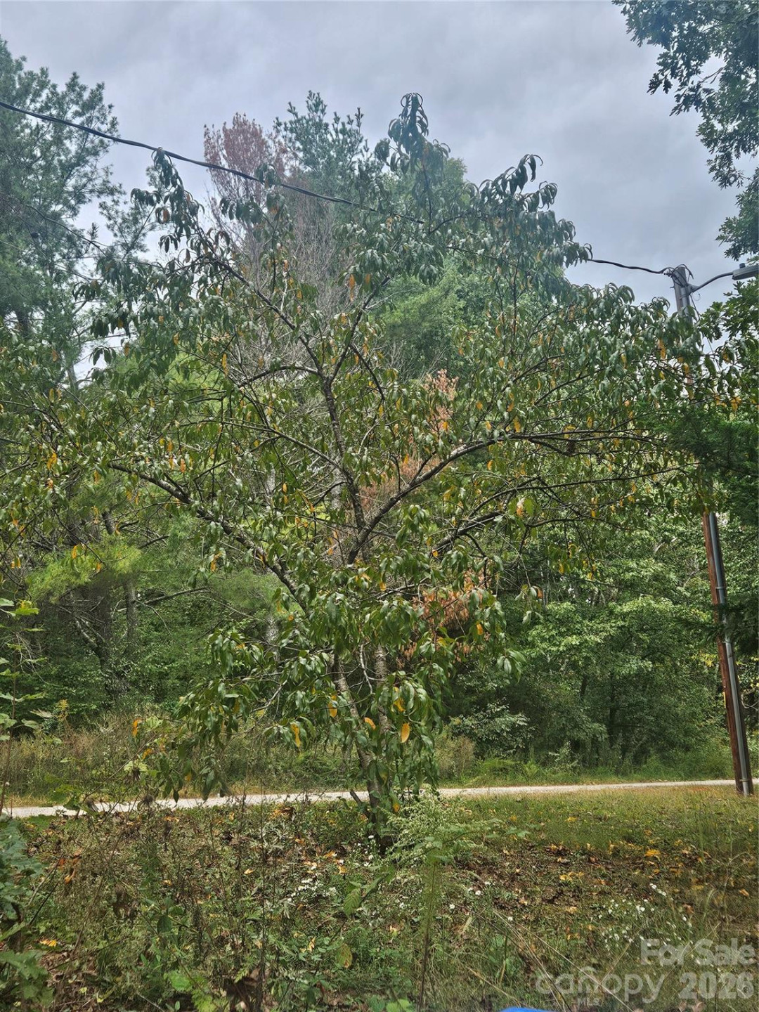 158 Dusty Hollow - Photo 15