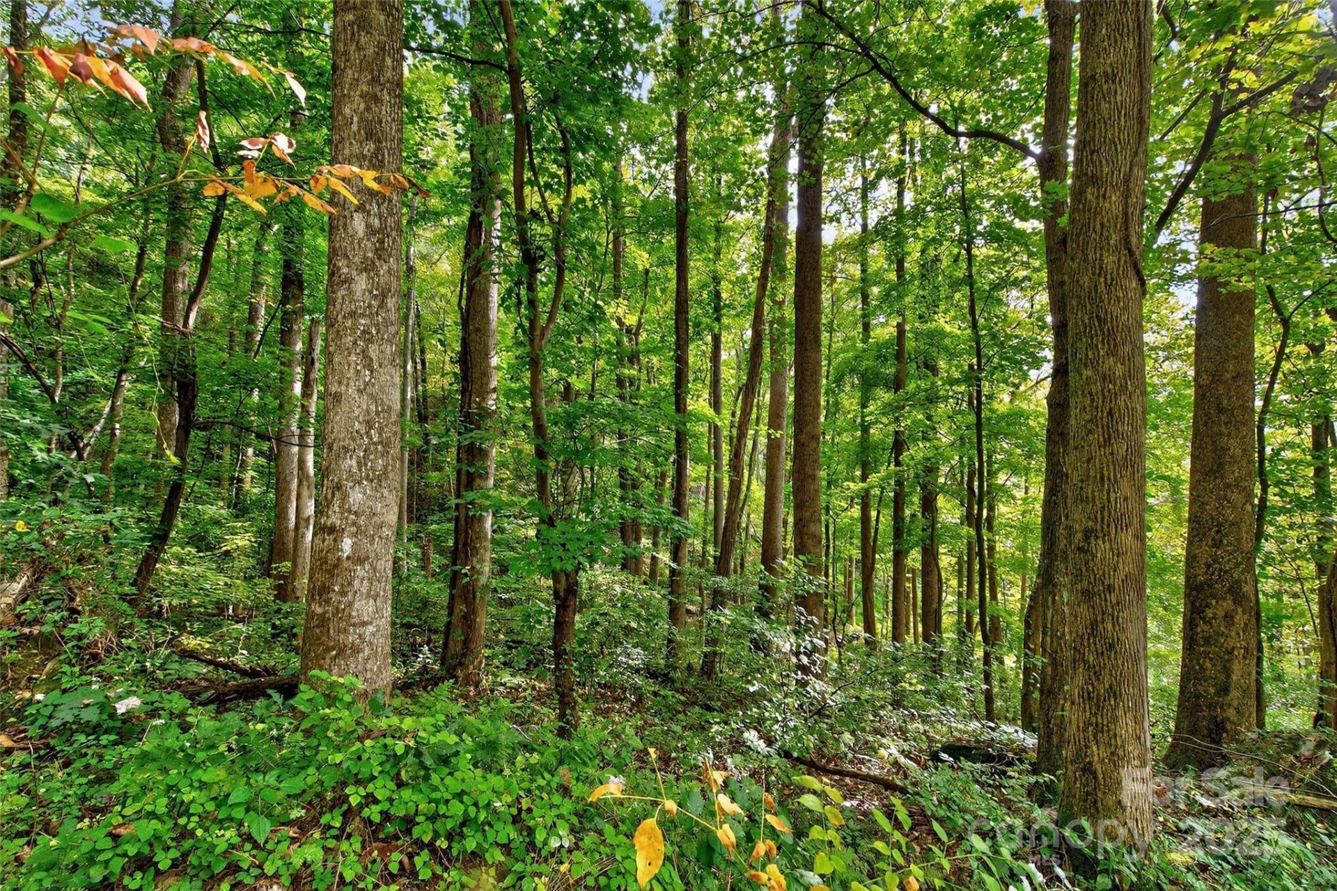 99999 Rocky Branch Trail - Photo 12