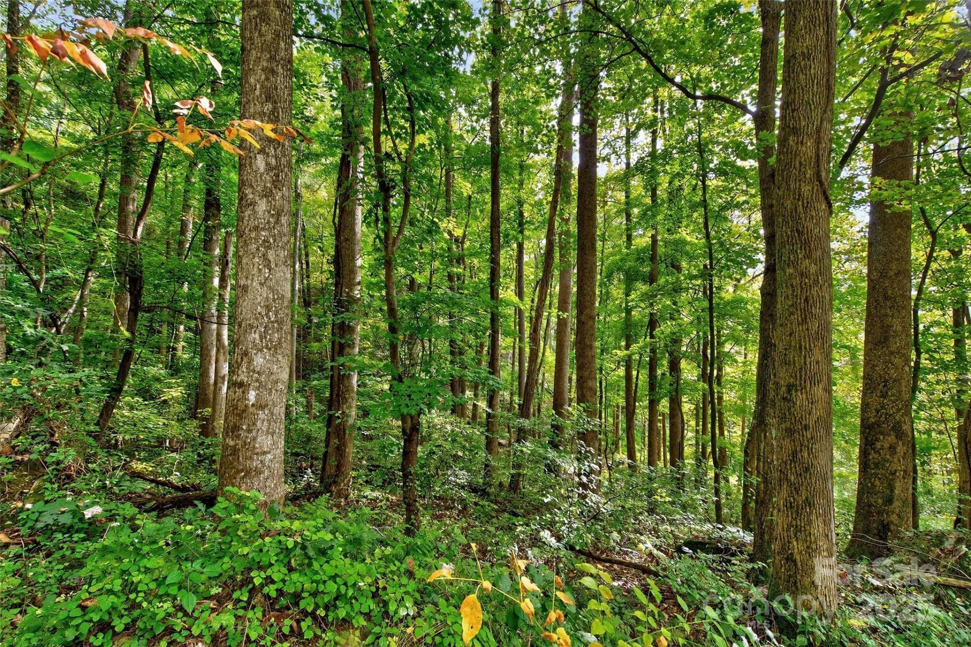 99999 Rocky Branch Trail - Photo 12