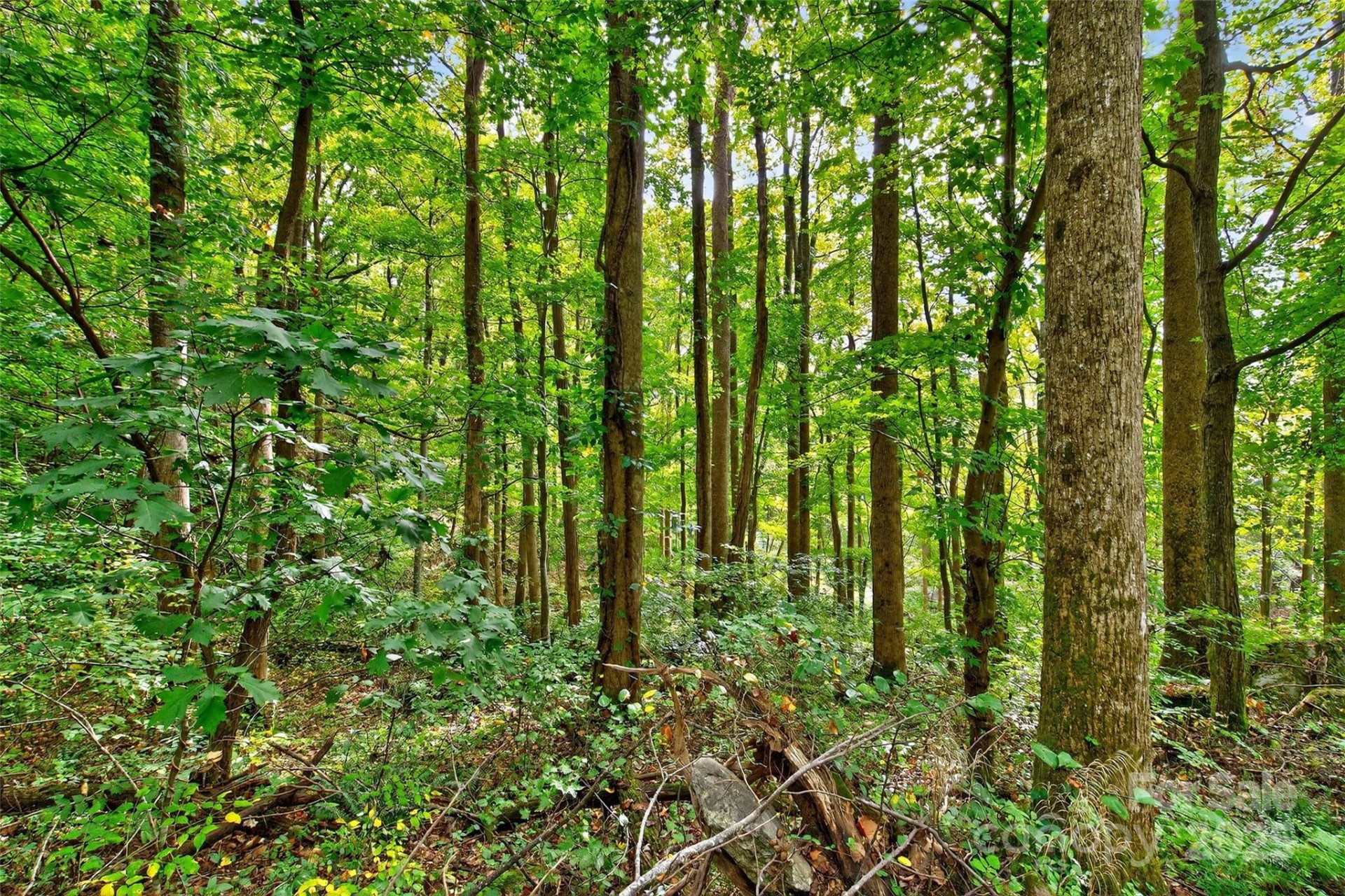 99999 Rocky Branch Trail - Photo 13