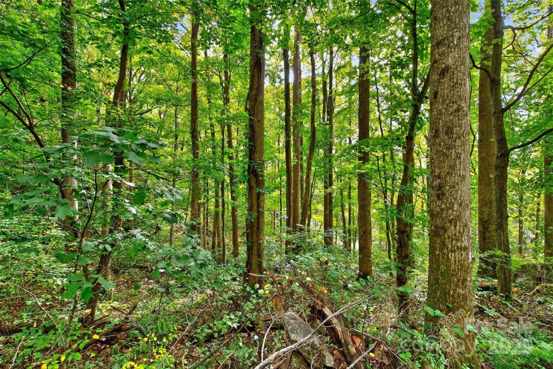 99999 Rocky Branch Trail - Photo 13
