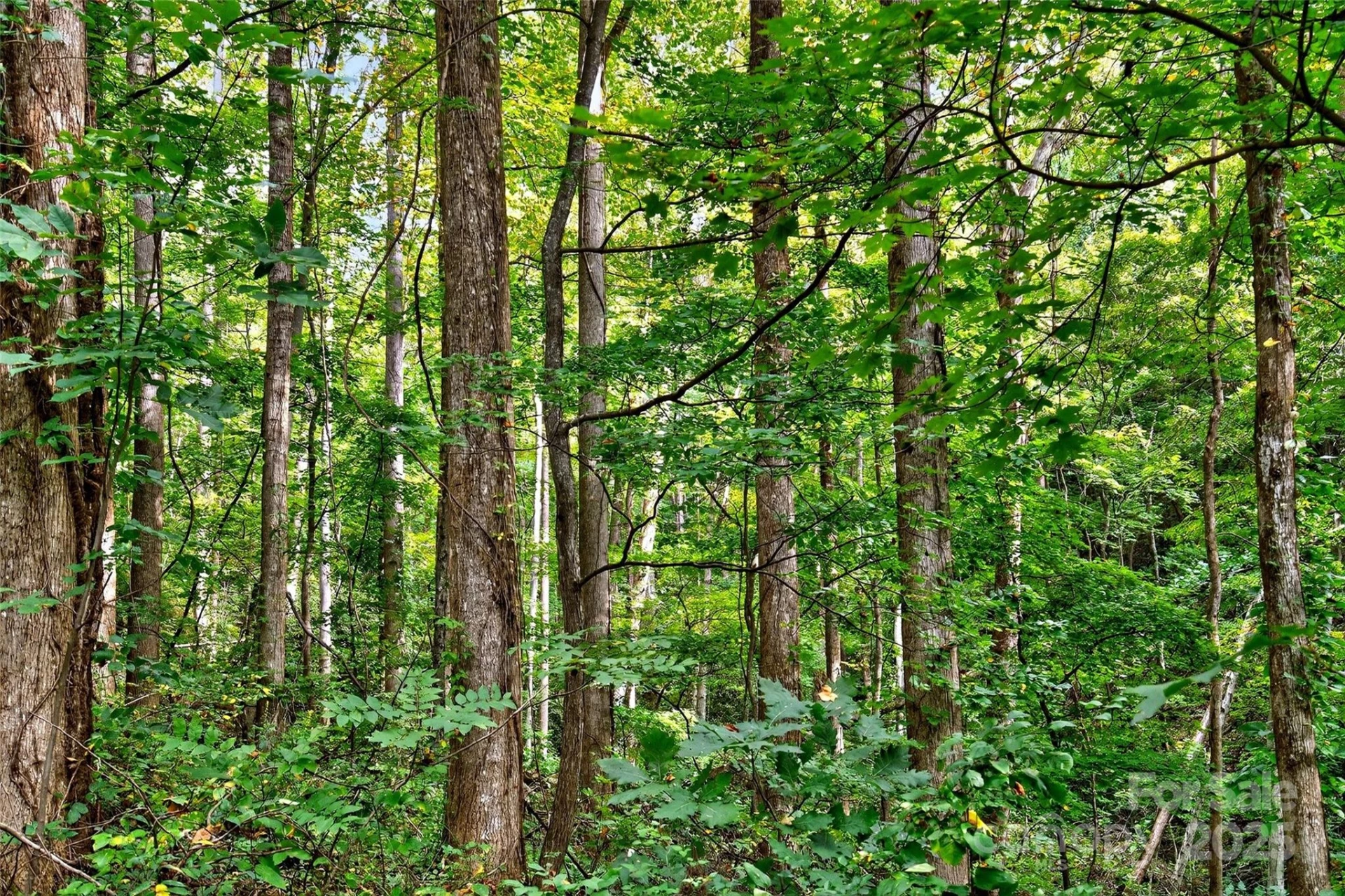 99999 Rocky Branch Trail - Photo 14