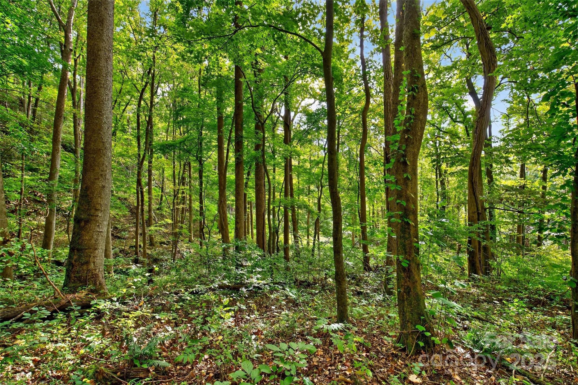 99999 Rocky Branch Trail - Photo 17