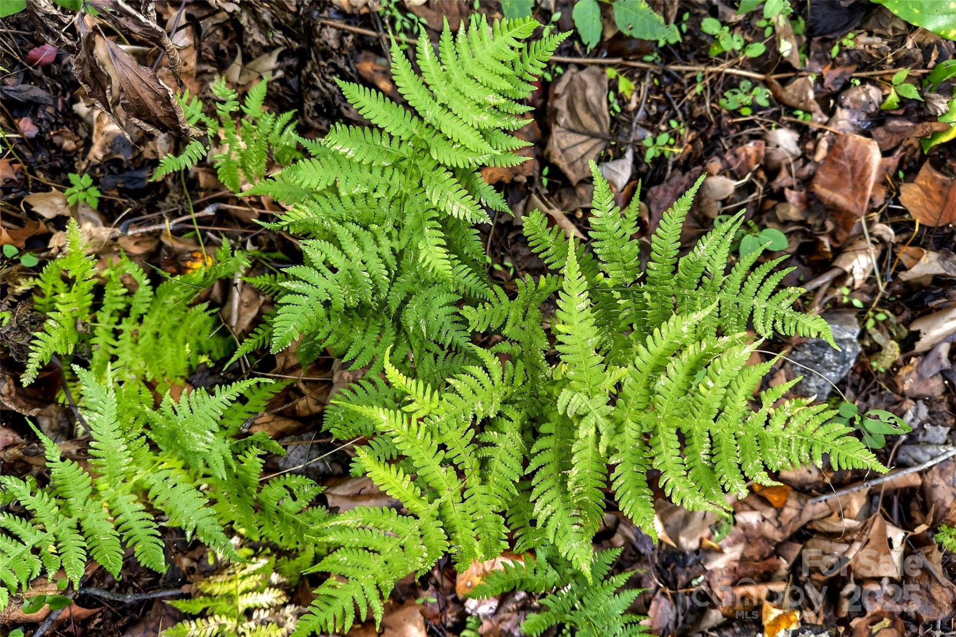 99999 Rocky Branch Trail - Photo 18
