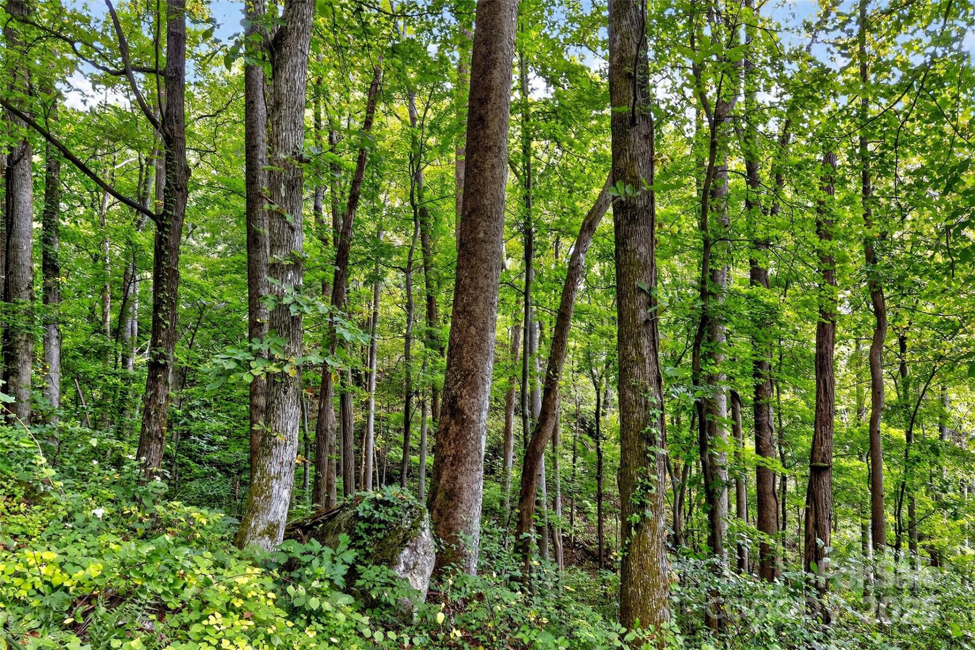 99999 Rocky Branch Trail - Photo 23